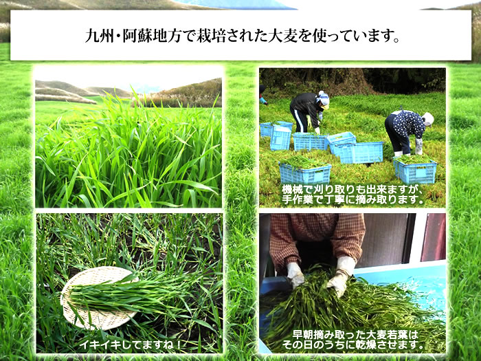 九州・熊本阿蘇地方で栽培された大麦を使っています。
