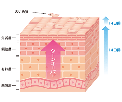 ヴァーナル　ターンオーバーイメージ